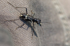 Distipsidera undulata