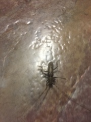 Didymocantha obliqua