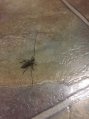 Didymocantha obliqua