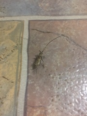 Didymocantha obliqua