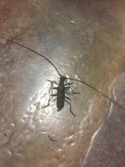 Didymocantha obliqua