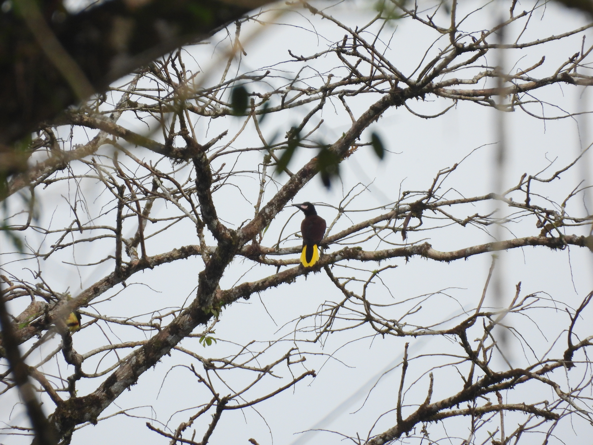 Baudo Oropendola (Psarocolius cassini), photo 1
