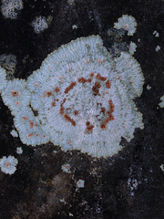 Placopsis lambii