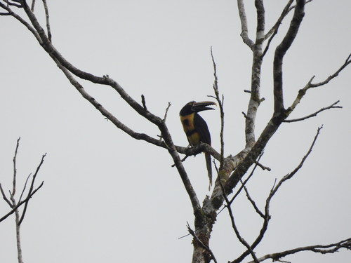 Pale-mandibled Aracari (Pteroglossus erythropygius), photo 5