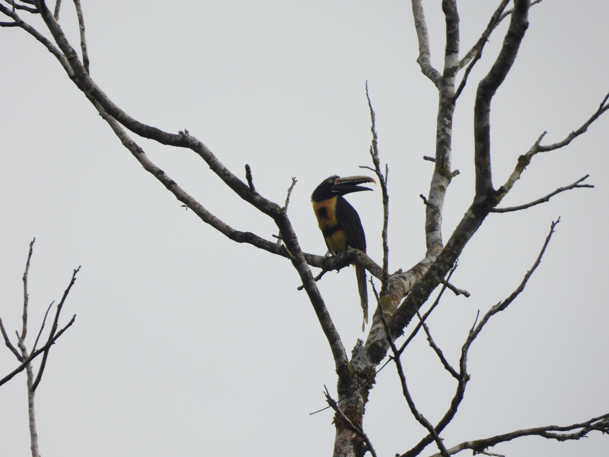 Pale-mandibled Aracari (Pteroglossus erythropygius), photo 6