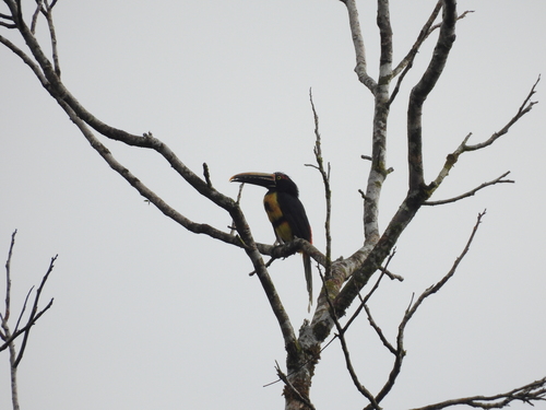 Pale-mandibled Aracari (Pteroglossus erythropygius), photo 6