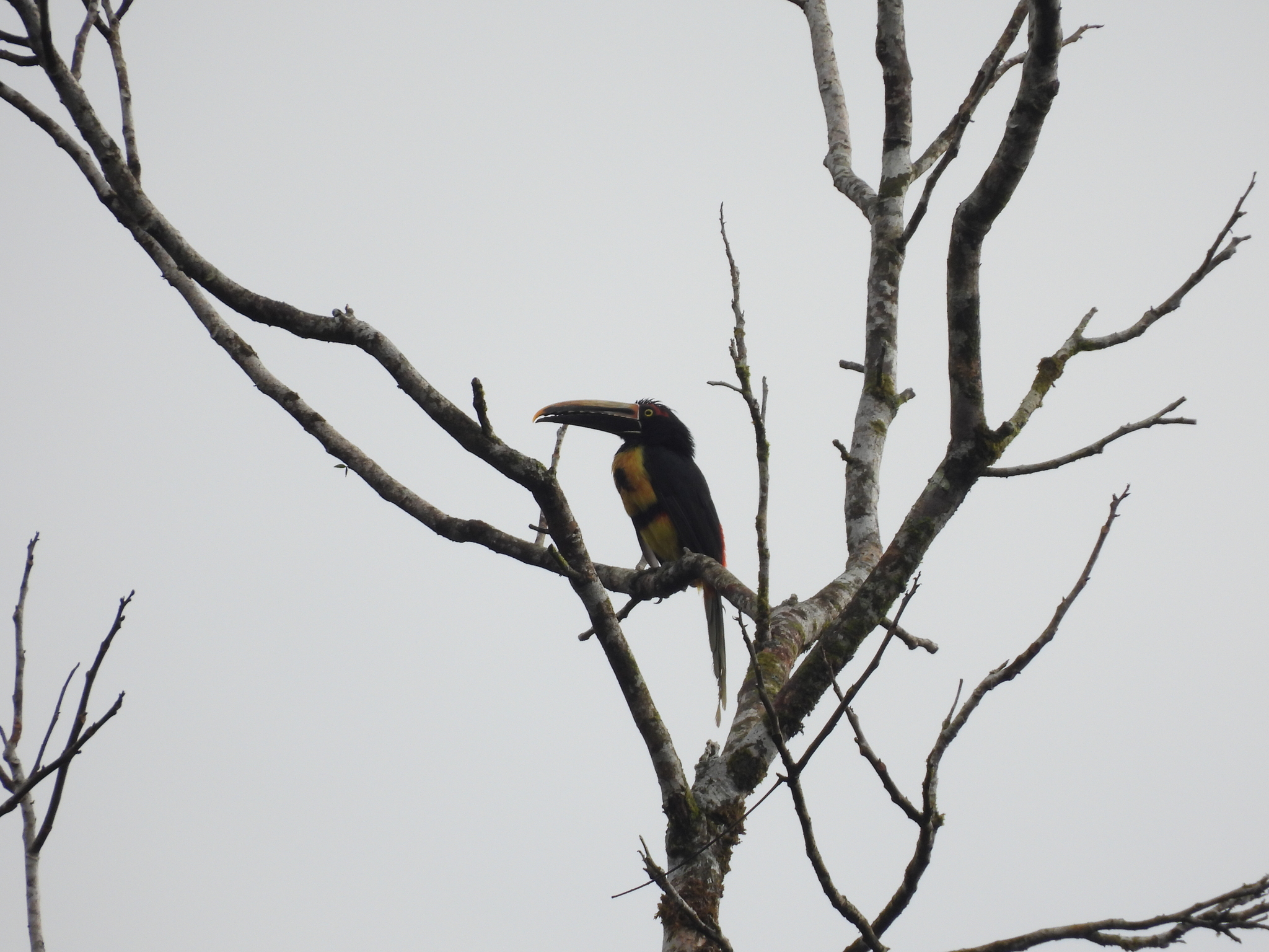 Pale-mandibled Aracari (Pteroglossus erythropygius), photo 7