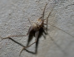 Ceuthophilus secretus