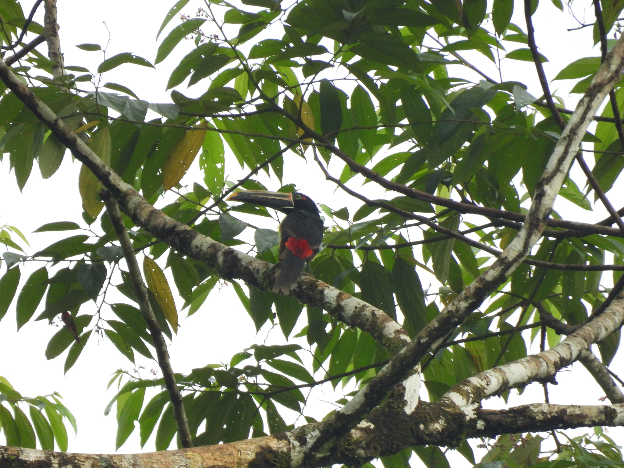 Pale-mandibled Aracari (Pteroglossus erythropygius), photo 10