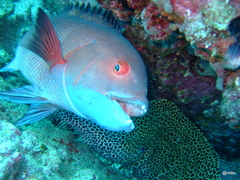 Bodianus macrognathos