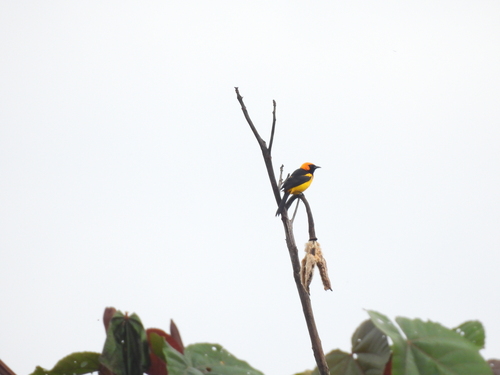 Orange-crowned Oriole (Icterus auricapillus), photo 3