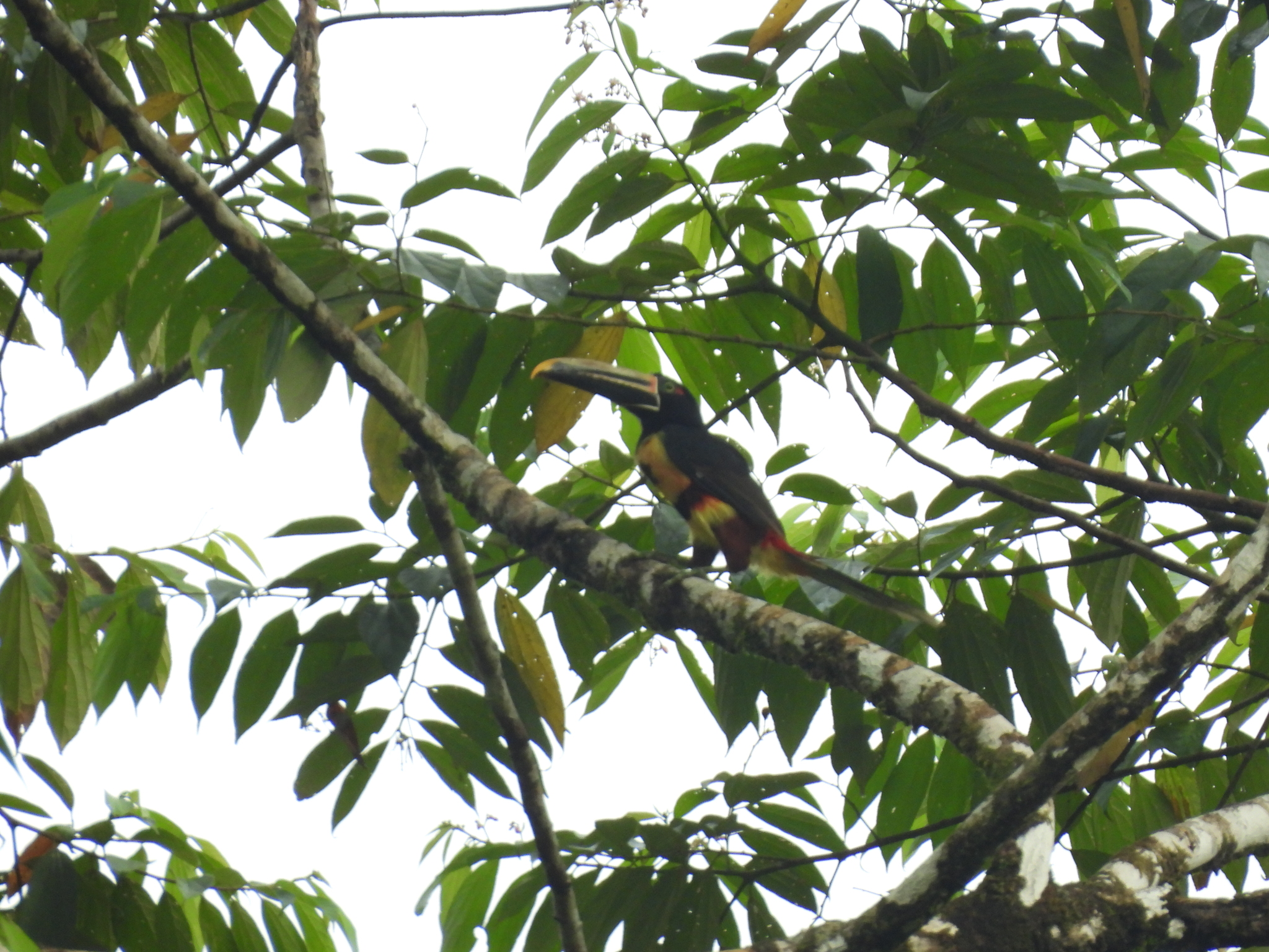 Pale-mandibled Aracari (Pteroglossus erythropygius), photo 9