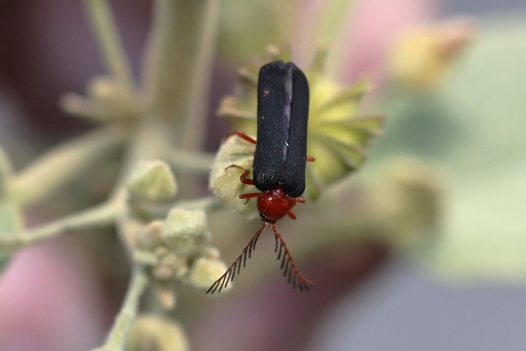 Pterotus curticornis