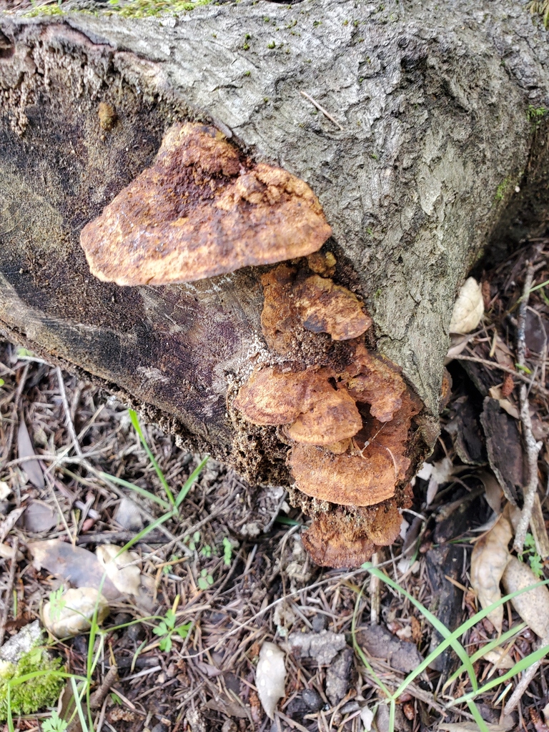 Fuscoporia gilva · February 2026 · photo: © arlenedevitt (iNaturalist, cc-by)