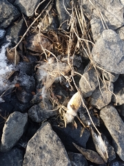 Vincetoxicum sibiricum