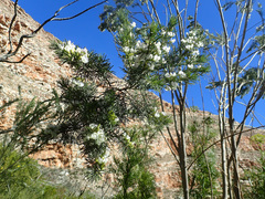 Psoralea odoratissima