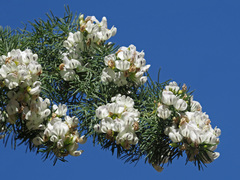 Psoralea odoratissima