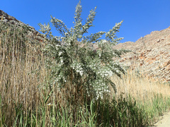 Psoralea odoratissima