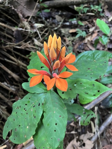 Aphelandra aurantiaca, photograph 2