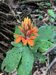 (c) Mario Cohn-Haft, some rights reserved (CC BY) Aphelandra aurantiaca, photograph (c) Mario Cohn-Haft, some rights reserved (CC BY)
