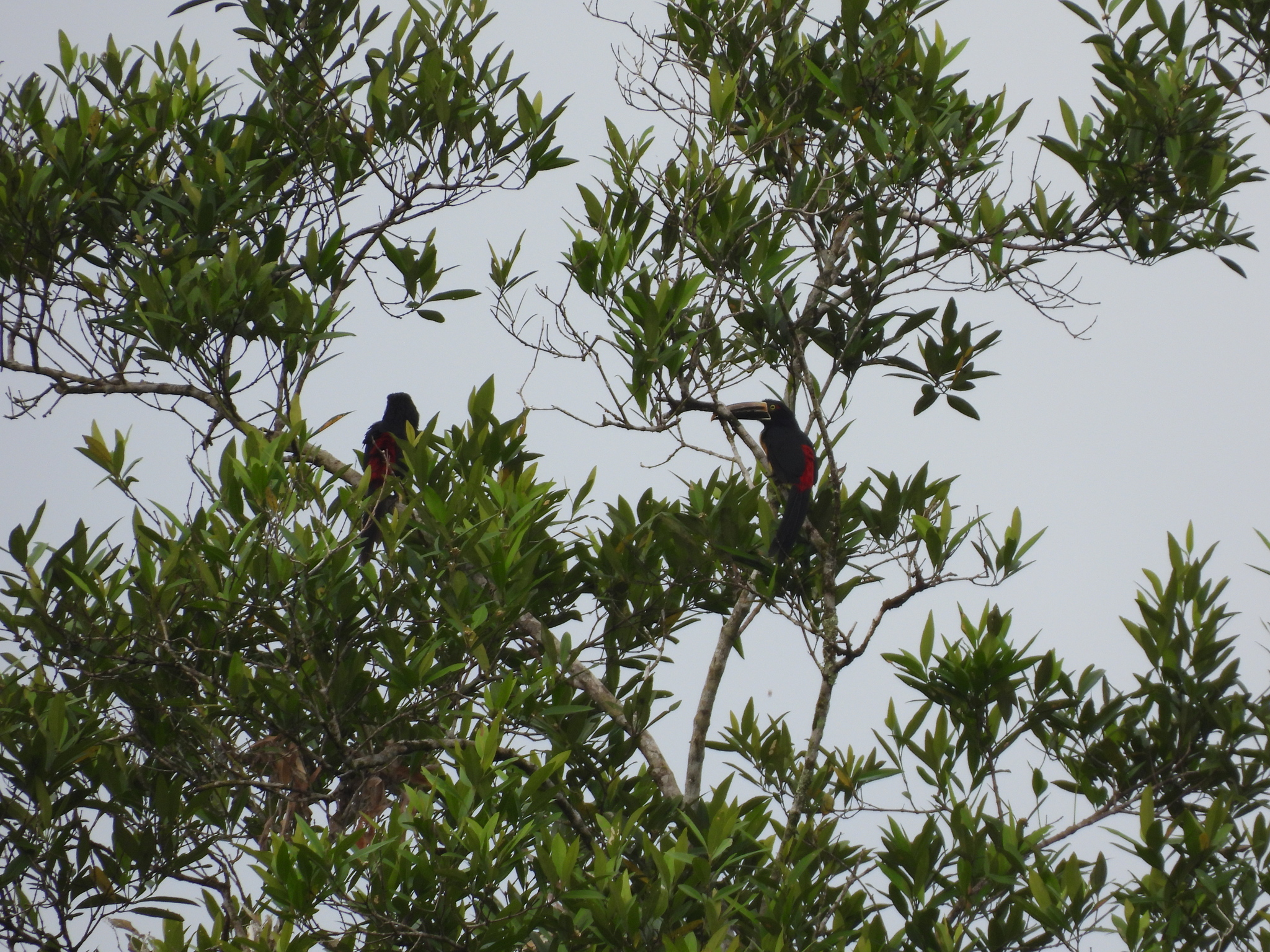 Pale-mandibled Aracari (Pteroglossus erythropygius), photo 8