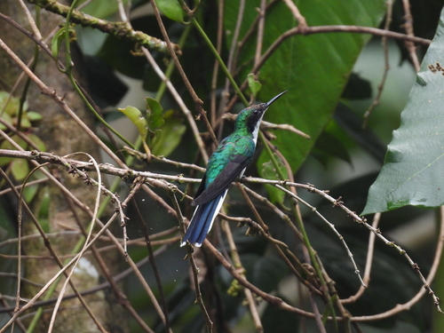 Purple-crowned Fairy (Heliothryx barroti), photo 8