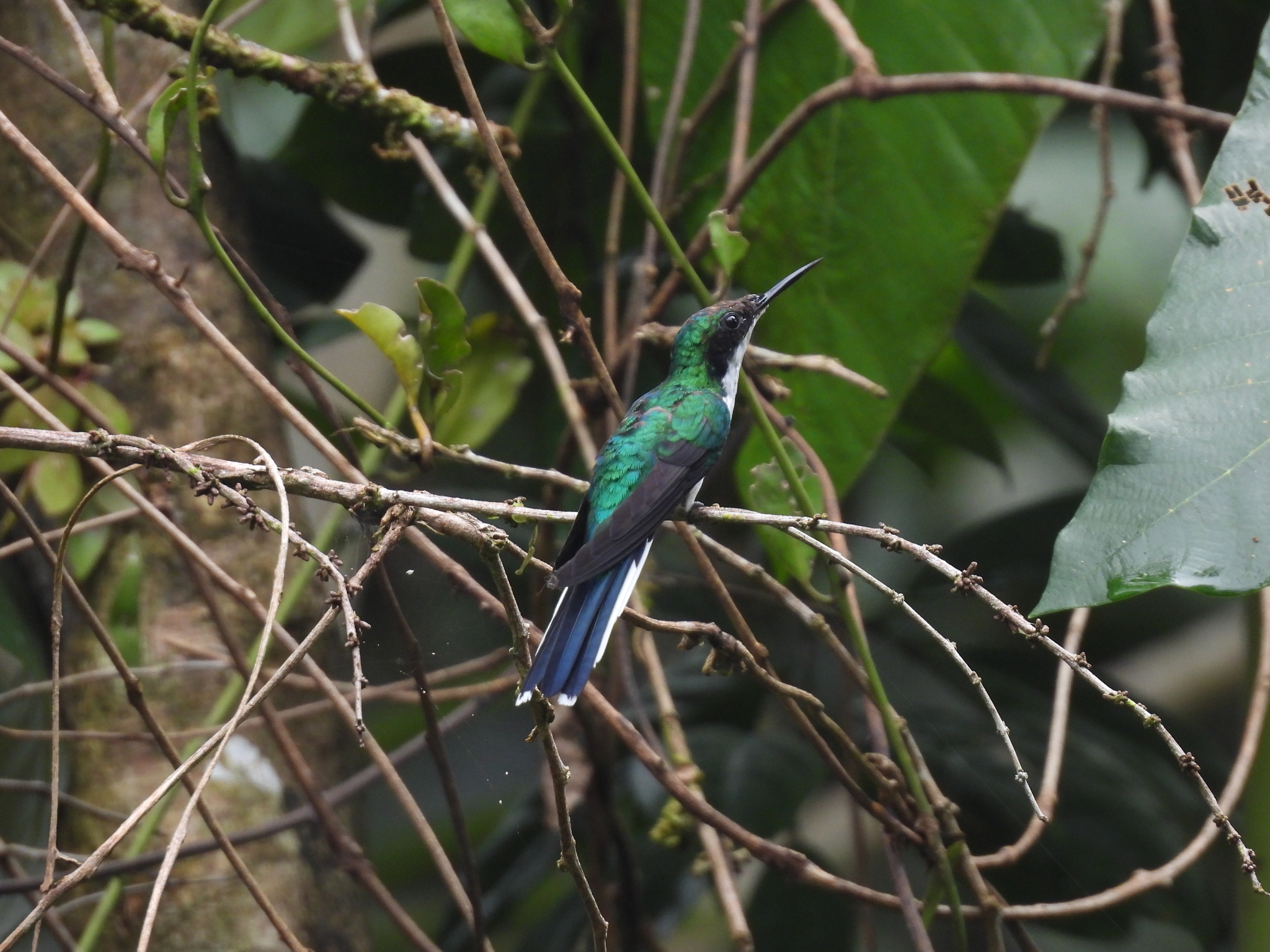 Purple-crowned Fairy (Heliothryx barroti), photo 8