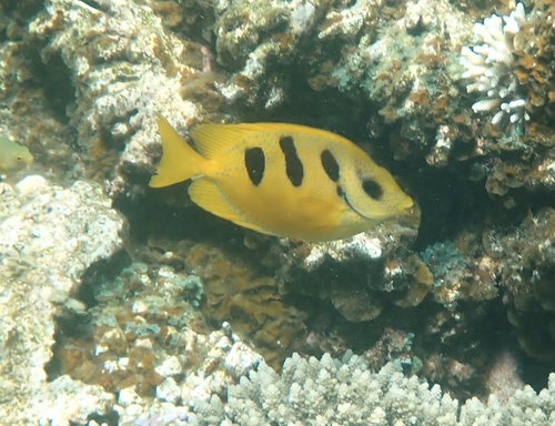 Threeblotch rabbitfish (Siganus trispilos) — Siganidae — 3