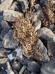 Sibbaldianthe bifurca