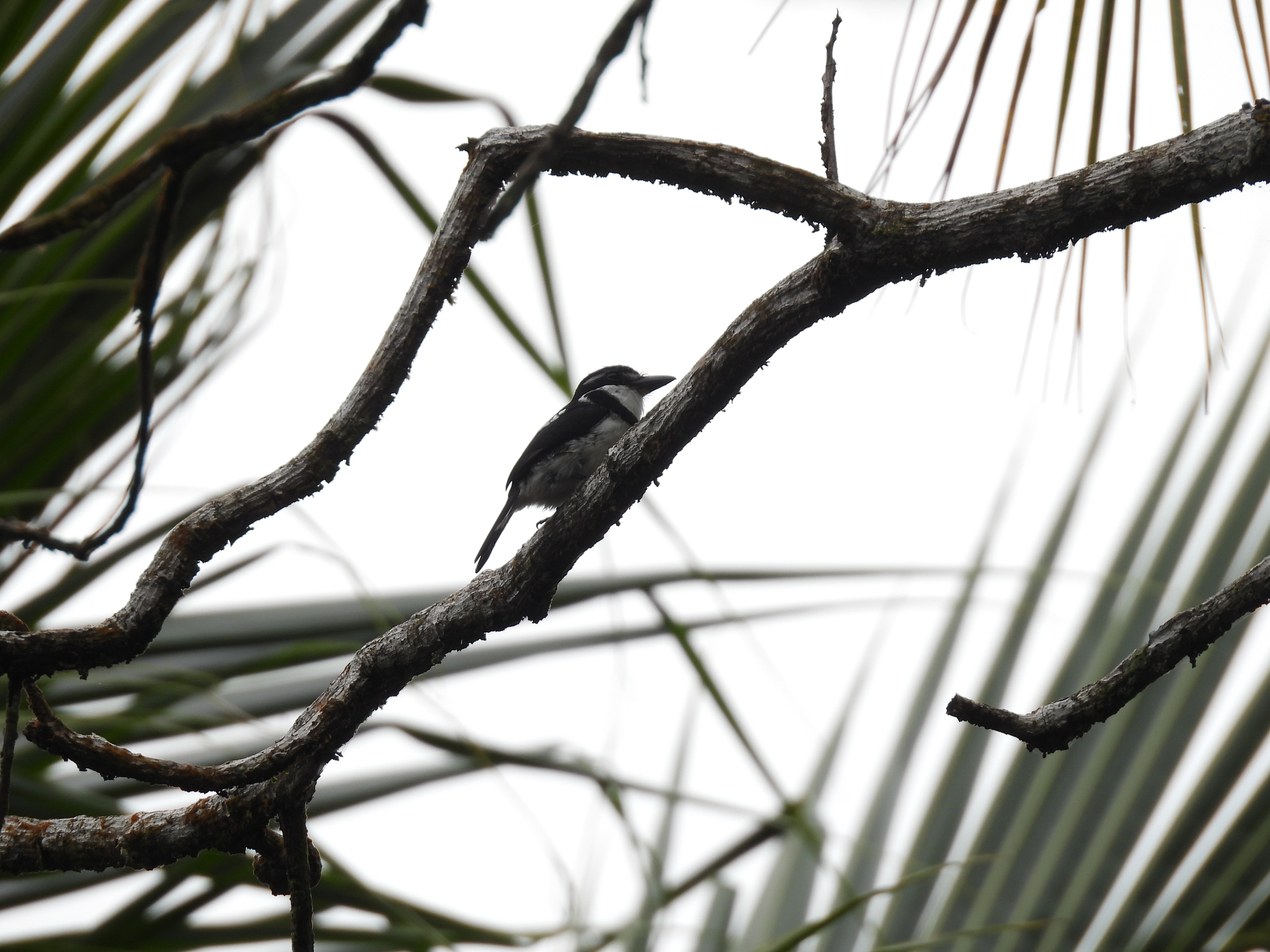 Pied Puffbird (Notharchus tectus), photo 2