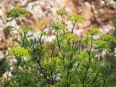 Notobubon tenuifolium
