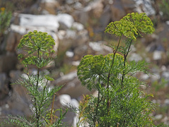 Notobubon tenuifolium