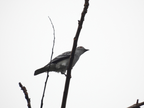 Black-tipped Cotinga (Carpodectes hopkei)