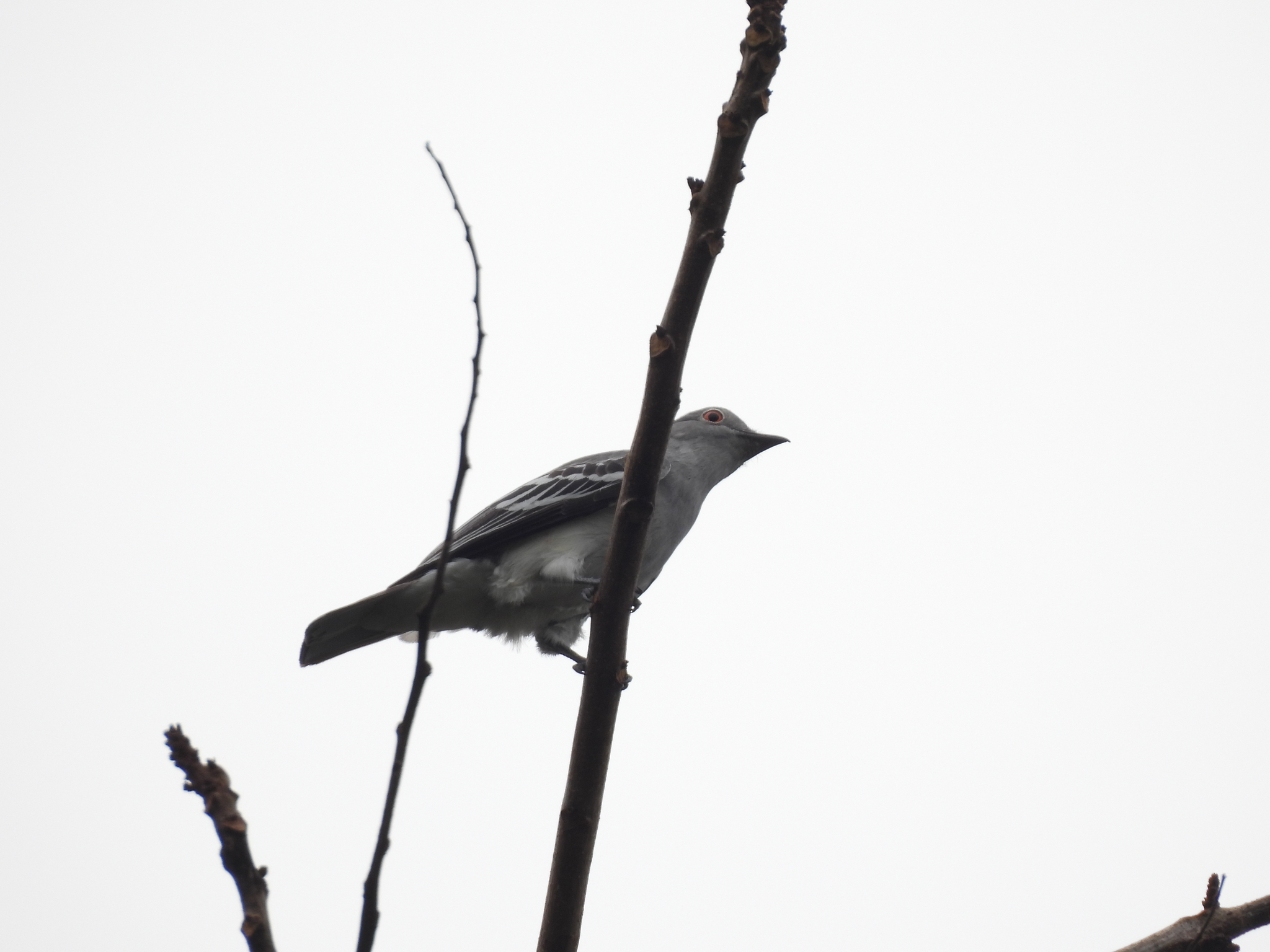Black-tipped Cotinga (Carpodectes hopkei), photo 1