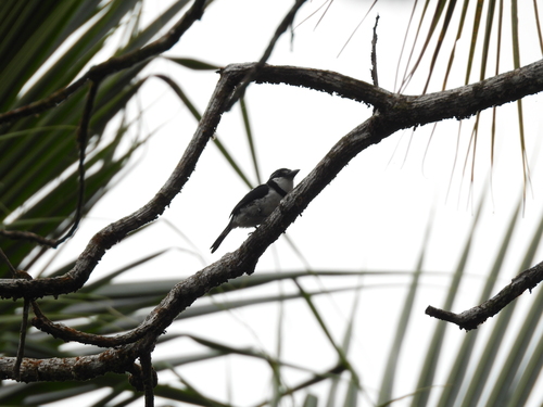 Pied Puffbird (Notharchus tectus), photo 3