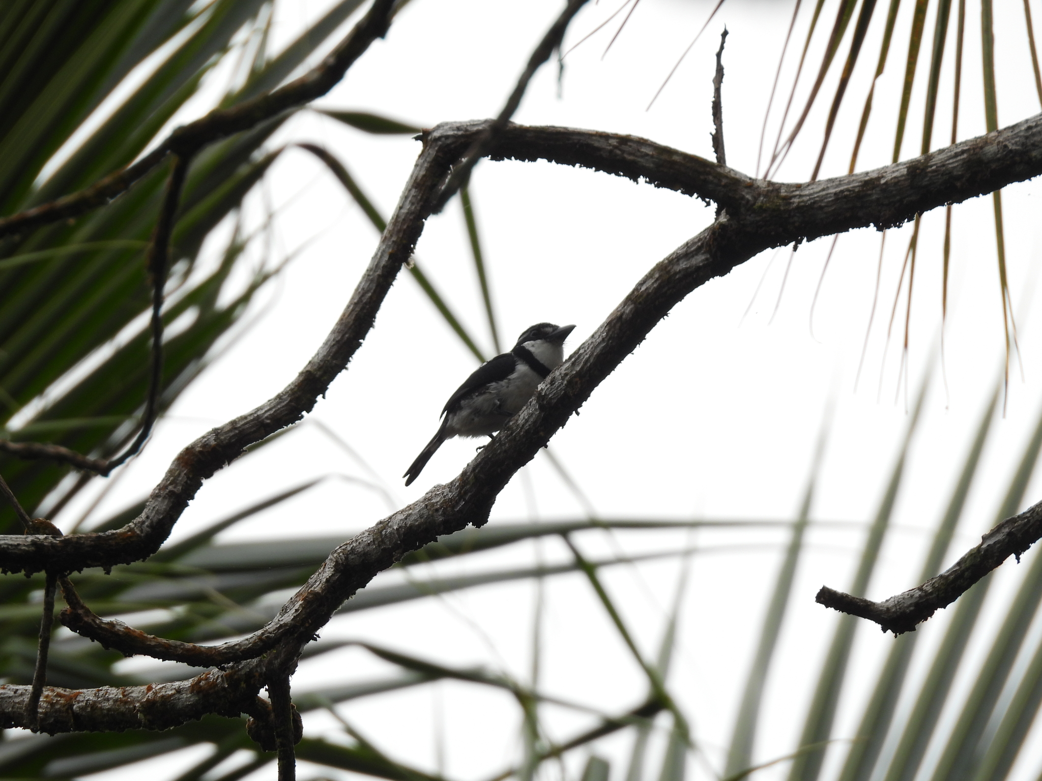 Pied Puffbird (Notharchus tectus), photo 3