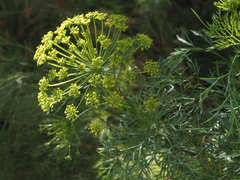 Notobubon tenuifolium