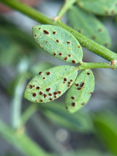 Uromyces pisi-sativi observed 2026-02-22