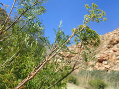 Notobubon tenuifolium