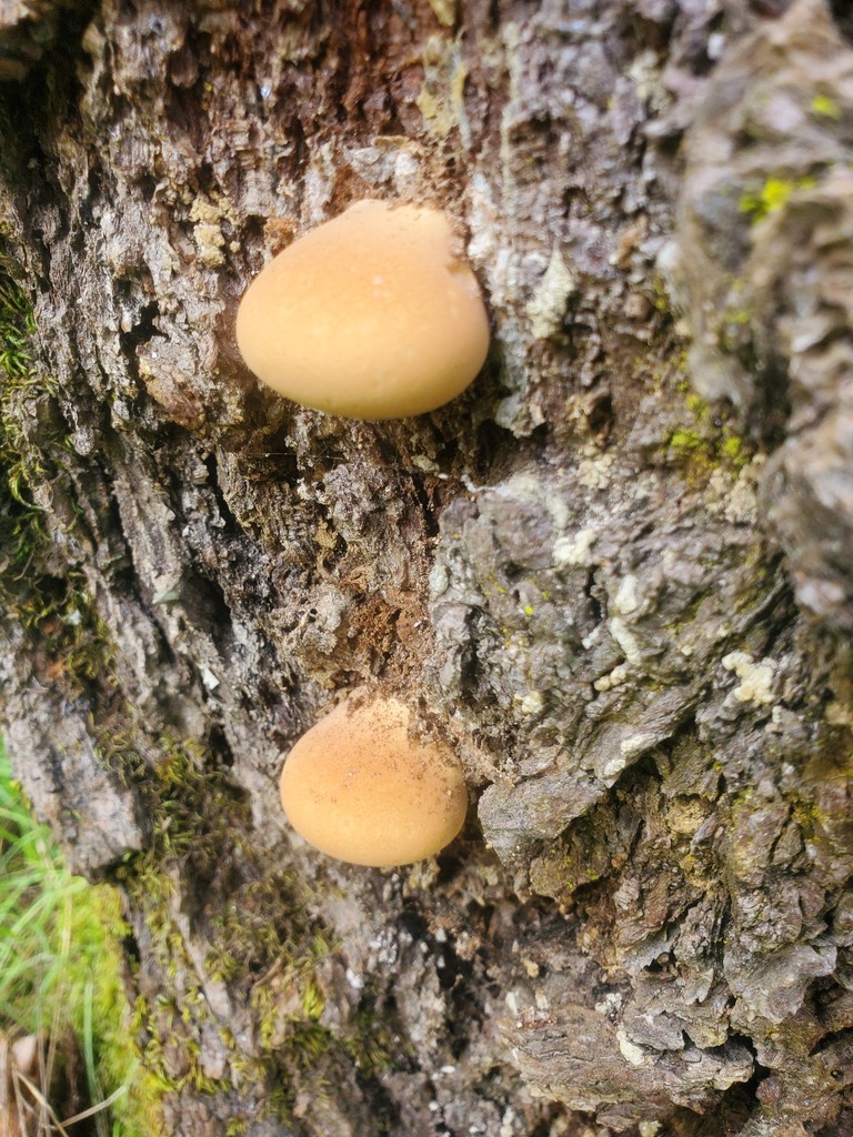 Cryptoporus volvatus · February 2026 · photo: © arlenedevitt (iNaturalist, cc-by)