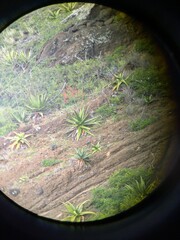 Aloe secundiflora, photograph (c) Kevin Faccenda, some rights reserved (CC BY)