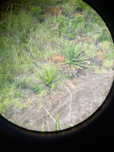 Aloe secundiflora, photograph 4