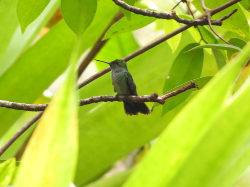 Blue-chested Hummingbird (Polyerata amabilis)