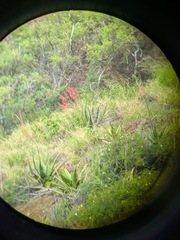 Aloe secundiflora, photograph (c) Kevin Faccenda, some rights reserved (CC BY)