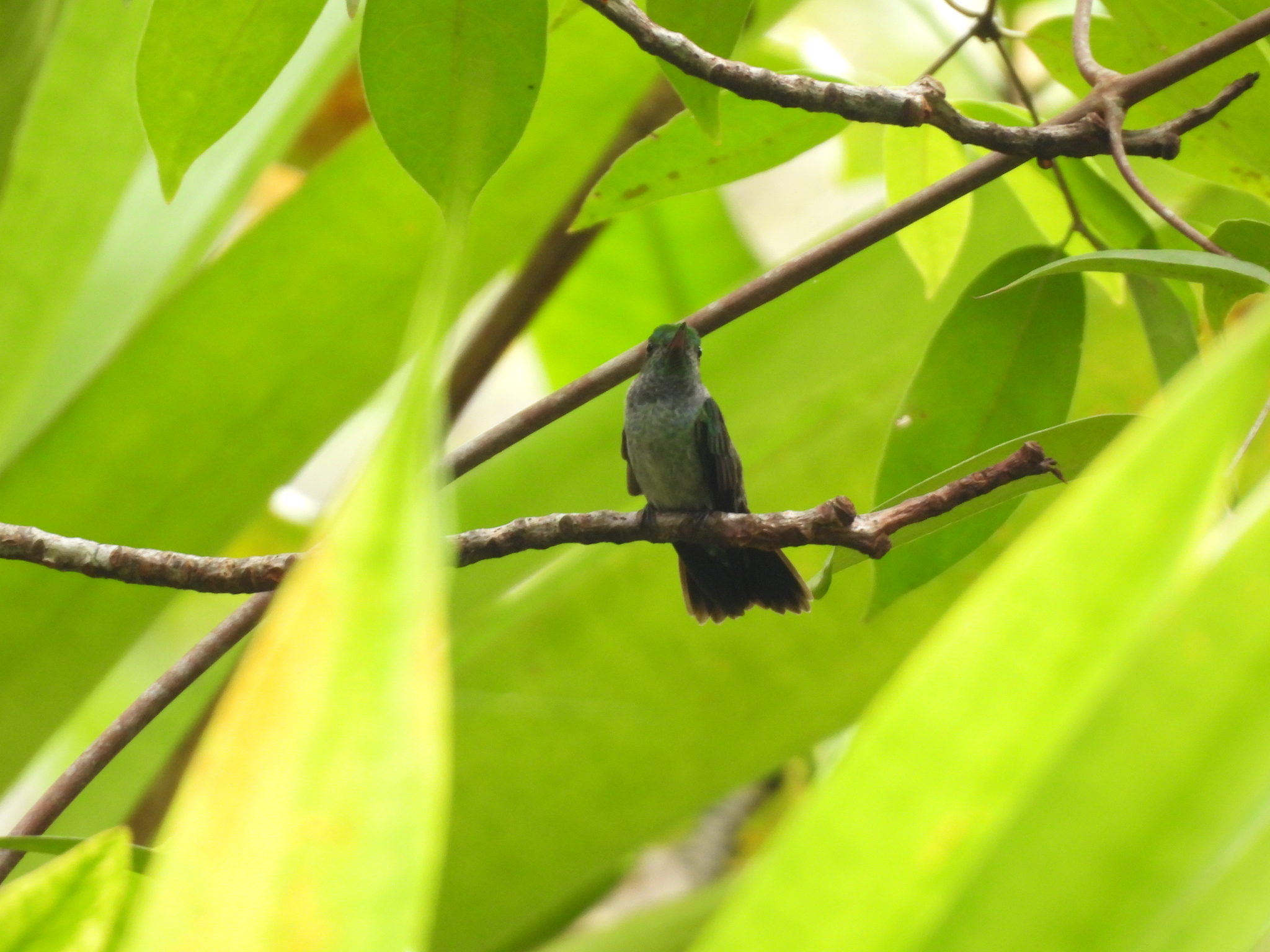 Blue-chested Hummingbird (Polyerata amabilis), photo 2