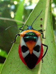 Catacanthus carrenoi