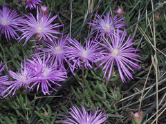 Lampranthus coralliflorus