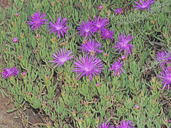 Lampranthus coralliflorus