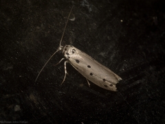 Ethmia heptasema
