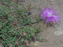 Lampranthus coralliflorus